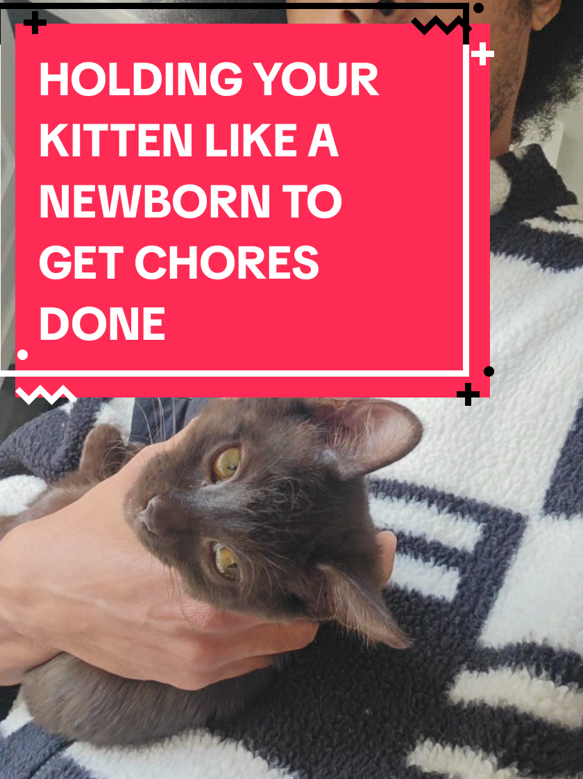 chores on my day off are never simple, this little demon always gotta cause problems. #kittensoftiktok #browncat #funnycat #housework #dimension20 
