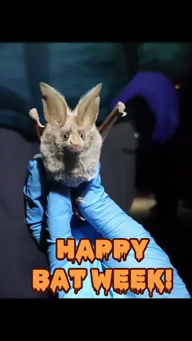#BatWeek last year was FULL of bats! Go out and celebrate bats this week, ya’ll!!! 🖤🦇🖤