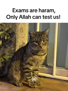 Me when i didn’t study 😆#exams #haram #muslim 