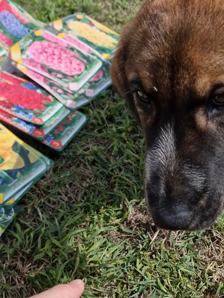 #flowers #gardening #dog #garden #1 