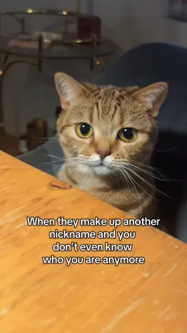 hard times  #fyp #trend #cat #nickname Inspo:@🐾BRUCE🐾 