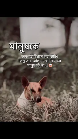 মানুষকে অবশ্যই বিশ্বাস করা উচিৎ কিন্তু তার আগে দেখে নিন, সে মানুষ কিনা..!?🤡#foryoupage #fypシ #fypシ゚viral 