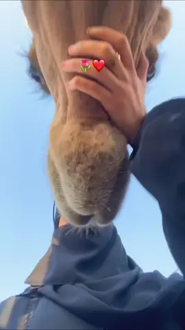 الابل ععـــشقٴ♥️ٴ #مارب_شبوه_الجوف #الشعب_الصيني_ماله_حل😂😂 #تصميمي❤️ #اكسبلووووورررر #تفاعلوا_لايك_فولو_اكسبلوور 