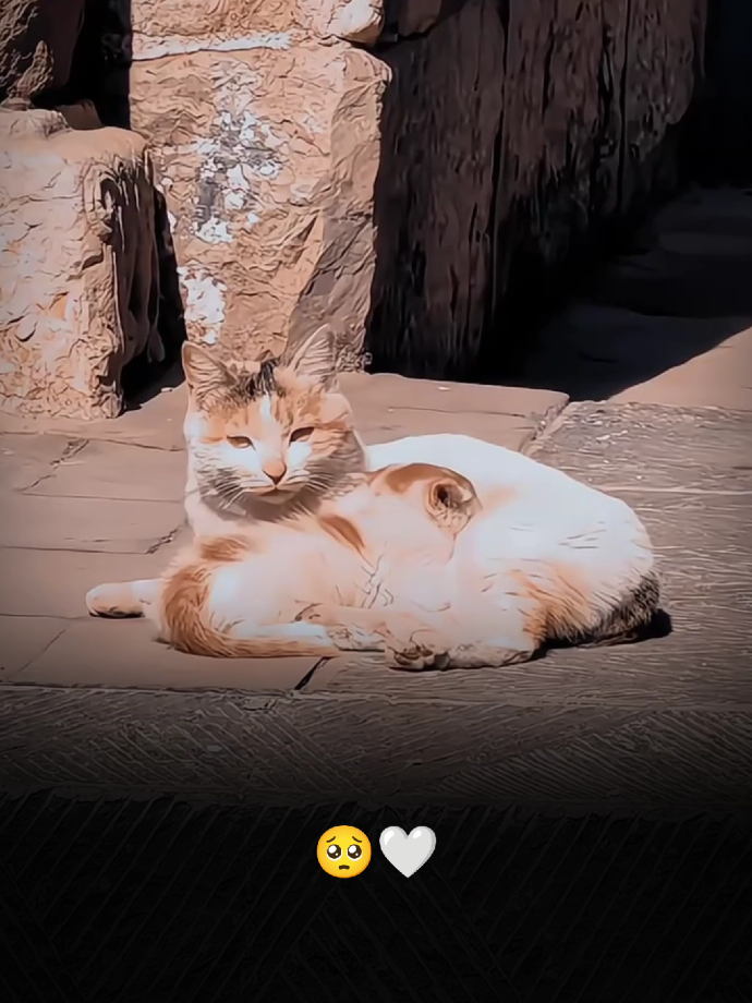 🥺🤍🔥#fyp #viral #viralvideo #kcdrama256 #trending 