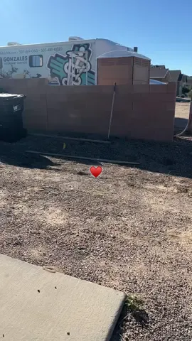 Big day for my Whisper♥️🐺. There is absolutely a chance if you get a high content wolfdog, you will not be throwing them in a car and hauling them to the vet when you need. A mobile vet may be your savior. Whisper is getting spayed today. I have the greatest mobile vet, and he works on wolfdogs regularly. Only option for her is to do it this way. Here’s a few things you need to consider when finding a vet for your wolfdogs. 1. You gotta find someone you trust that works on Wolfdogs. They are a different animal than your domestic dog. 2. Mobile vets are not always readily available. You should find your vet before you even consider getting your animal. This is a mistake I made with mine. 3. You may have to schedule months in advance as mobile vets can be very busy. 4. You can expect to pay more than you would to take your dog to a vet. This should go without saying.  5. Don’t assume because your High Content was social as a puppy that they will grow up and love all strangers. Definitely not always the case. You may be the only one that can put hands on your animal. So for today’s procedure, had to arrange all animals differently, met the Vet outside to get the sedation injection, had to get Whisper out of an enclosure, away from a male who has very intense seasonal changes and is very protective of her, brought her inside and sedated her, waited for the sedation to take effect and we carried her on gurney to mobile Vet Mobile. So now we wait. My baby Whisper♥️♥️♥️.                      #foryoupage #packpeculiar #keeperofthewolves #savewolves #wolves 