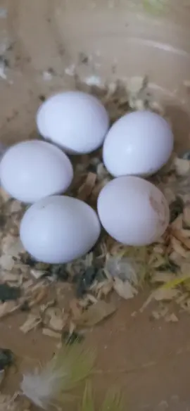 أللهم صلي وسلم على نبينا محمد #قران_كريم #اكسبلورexplore #fypシ゚ #fy #fypシ゚viral🖤tiktok☆♡🦋myvideo❤️❤️🥰🥰 