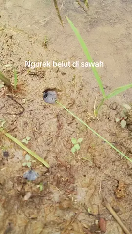 Ngurek lagi#ngurekbelut #mancingbelut #sawah #fyp 