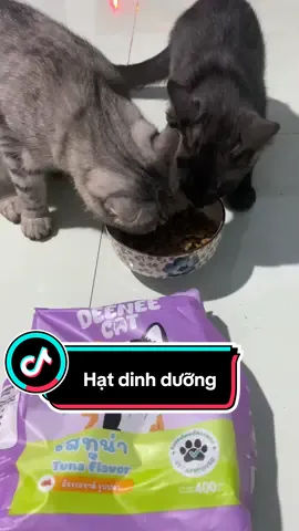 Hạt dinh dưỡng cho các bé mèo #deeneecat  #deenee #anmocphat#nghiacoireview#petcare  