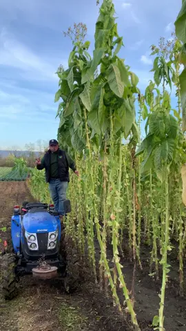 #Степанович #тютюн #