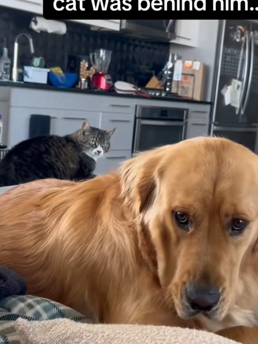 king cat #cat #catlover #cut 