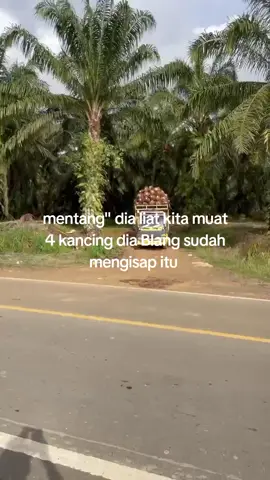 pemula ji kasian@Heriwtd #furyoupage❤#sawitkalimantan#sawitbalap #nttpride🏝🔥kupangntt💯fpy😊#nttpride🏝🔥fypシviraltiktokfyp🔥nttpride🏝🔥 