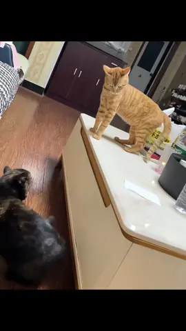 When you have two dramatic cats 😂#pet #funnycat #cat #kitten #catlovers 