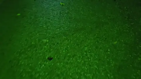 #rek #fyp #nature #vibe #atmospheric 