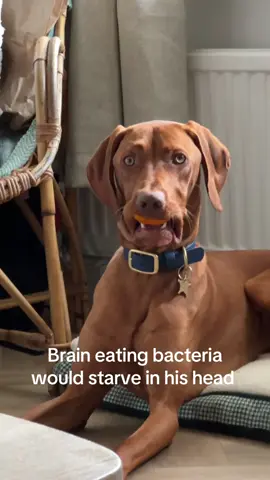 #dogsoftiktok #vizsla #viral #fyp 