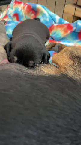 Hungry puppies! #feedastraydogchallenge #adoptdontshop #spayandneuter #rescuedogs 