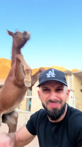 #ماشاءالله_تبارك_الله_اذكروا_الله #خيل_وخياله🐎 #اكسبلور #ammanjordan🇯🇴 