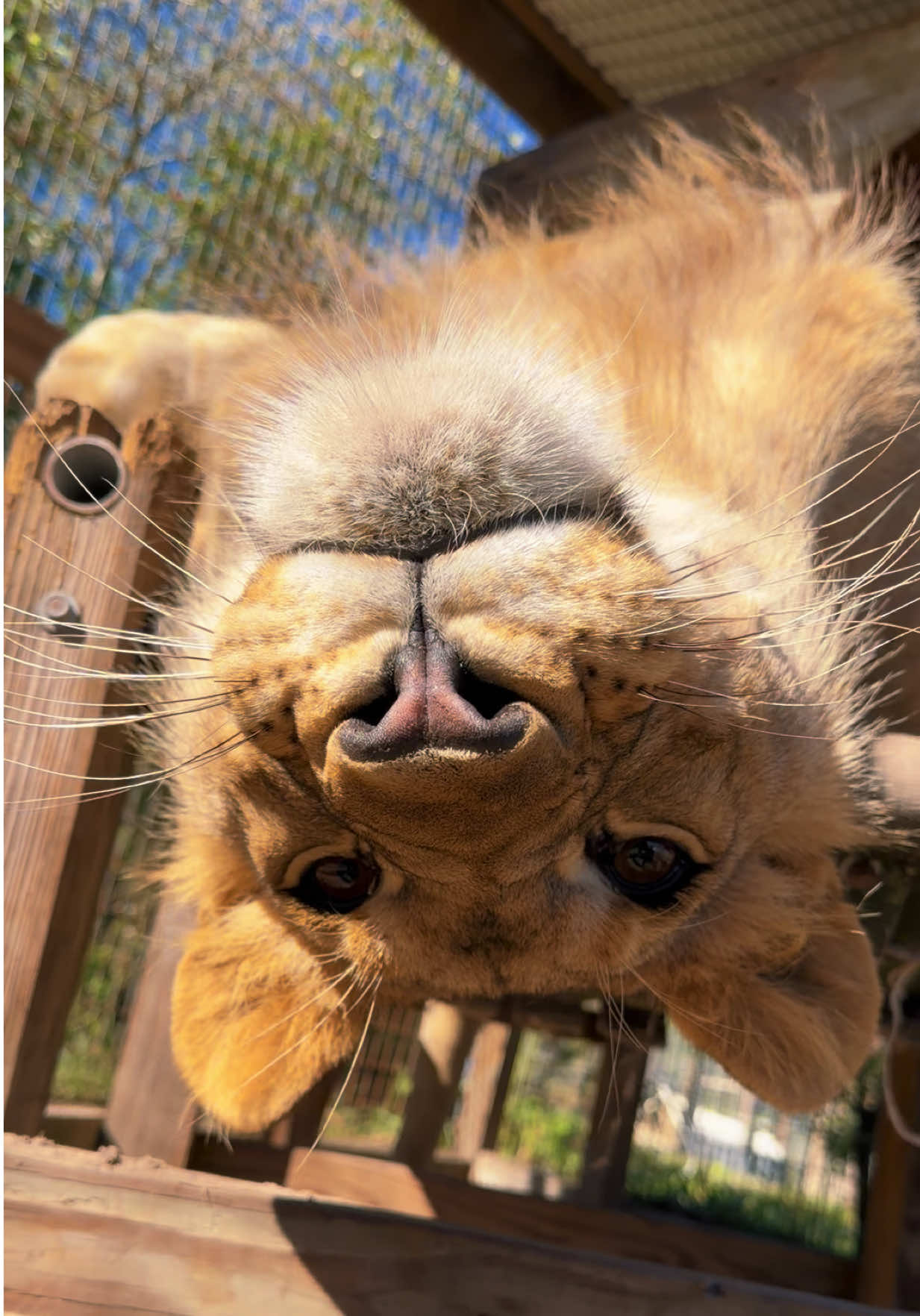 Sillly Tsavo 🤪🦁 