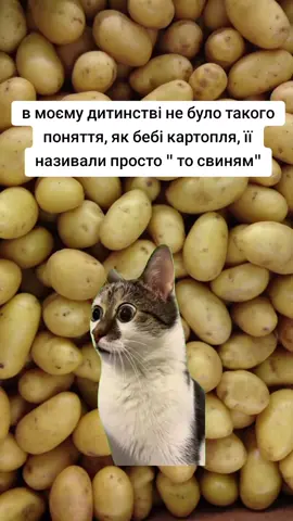 #Meme #MemeCut #CapCut 