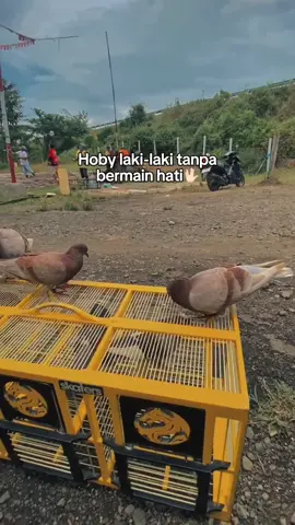 #CapCut #fyppppppppppppppppppppppp #merpatiindonesia🕊 #burungdara #masukberandafyp 