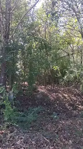 #Love #tiktokviral #fyp  Great monkey escape....