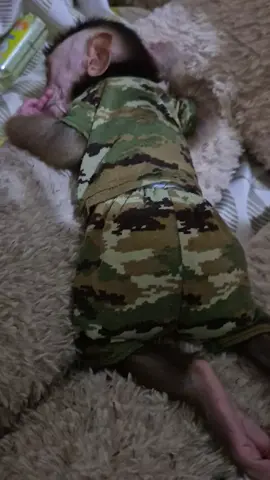 mumu baby beruk lucu dan menggemaskan#fyp #fyp 