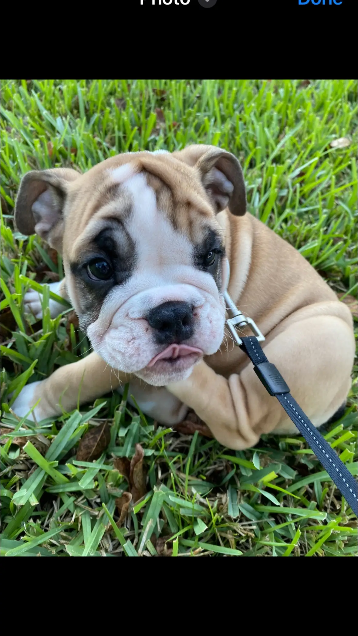 It's my gotcha day ❤️❤️❤️❤️ Four years ago the family brought me home. 🏠 #fulltimervdog #englishbulldogsoftiktok #gotchaday 