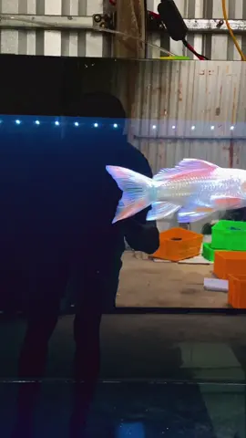 Bắt đầu kích màu lại thôi #chépphitần #xuhuong #chépsưtửtrắng 