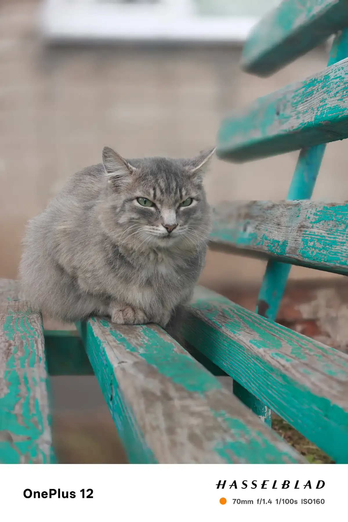 #пушистая #капсула #fyp #on #cat #rek #глобальныерекомендации #рекомендации #коты #котик #кот 