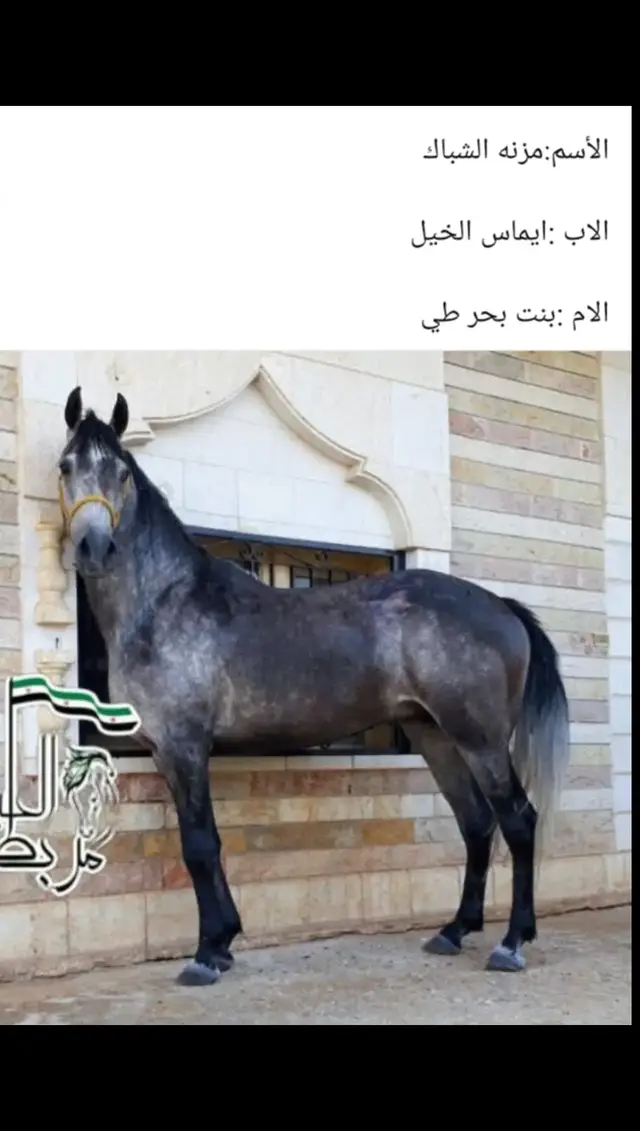 #سوريا_تركيا_العراق_السعودية_الكويت_عمان #ما_شاء_الله #اكسبلورexplore #خيول_عربية #ما_شاء_الله_تبارك_الرحمن 