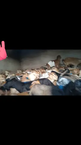 #ኢትዮጵያ_ለዘለዓለም_ትኑር🇪🇹🇪🇹🇪🇹ኩራቴ #💚💚💛💛❤❤ethiopianሀገሬ #😍😍😍😍😍😍😍💚💚💚💚💚💚💛💛💛💛💛💛❤️❤️❤️❤️❤️❤️❤️ 