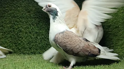 كله بالحب# رايحه جايه افهمها يا ابو قلب اسود