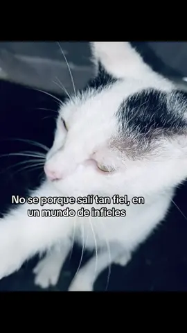 No se porque salí tan fiel en un mundo de infieles #viral #fiel #gatosdetiktok #paratii #viraltiktok 