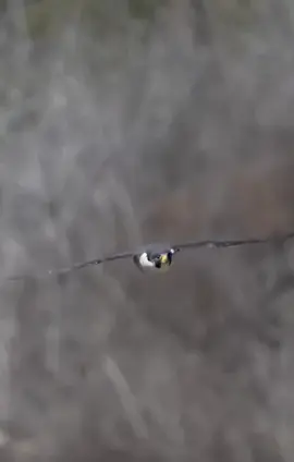 #explore #اكسبلور#هدد #شاهين#لايكات 