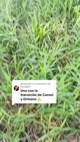 Respuesta a @romygil6 Confluencia Caroni - Orinoco - Ciudad Guayana - Venezuela 🇻🇪 #venezuela #ciudadguayana #caroni #orinoco #estadobolivar 