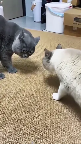 #cat #catsoftiktok #funnycats #cutcat #chat 