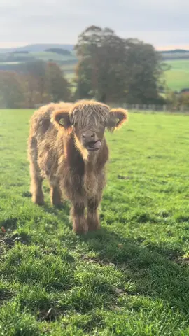 “Cows are Scary” The cow in question…#highlandcowsoftiktok #highlandcow #highlandcoo #agriculture #farming @beth @TheHighlandCowExperience 