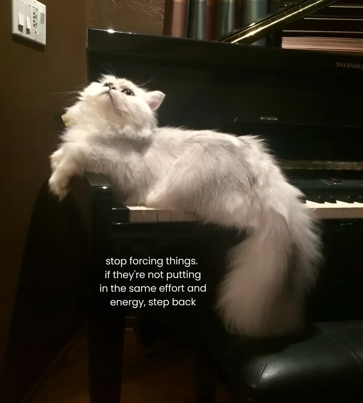 #fyp #foryoupagee #viraltiktoks #trendingsong #cat 