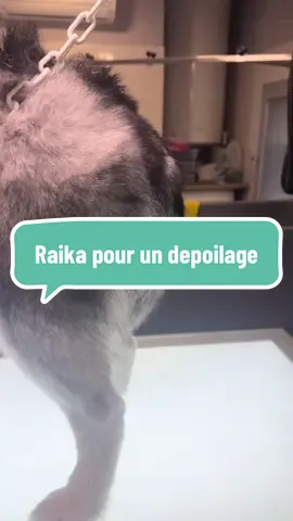 RAIKA la magnifique Husky ! #groom #creator #husky #dogs #pourtoi 