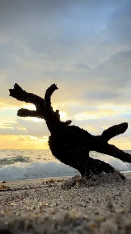 Черный коралл 🖤#miami #ocean #sunrise #sunset #sky 