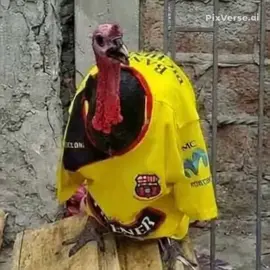 Barcepavo #parati #humor #risa #barcepavo 