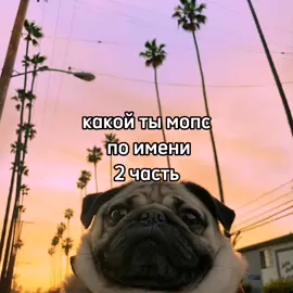 Какой ты мопс по имени 2 часть #мопс #мопсы #крутоймопс #мопсымемы #мемныймопс 