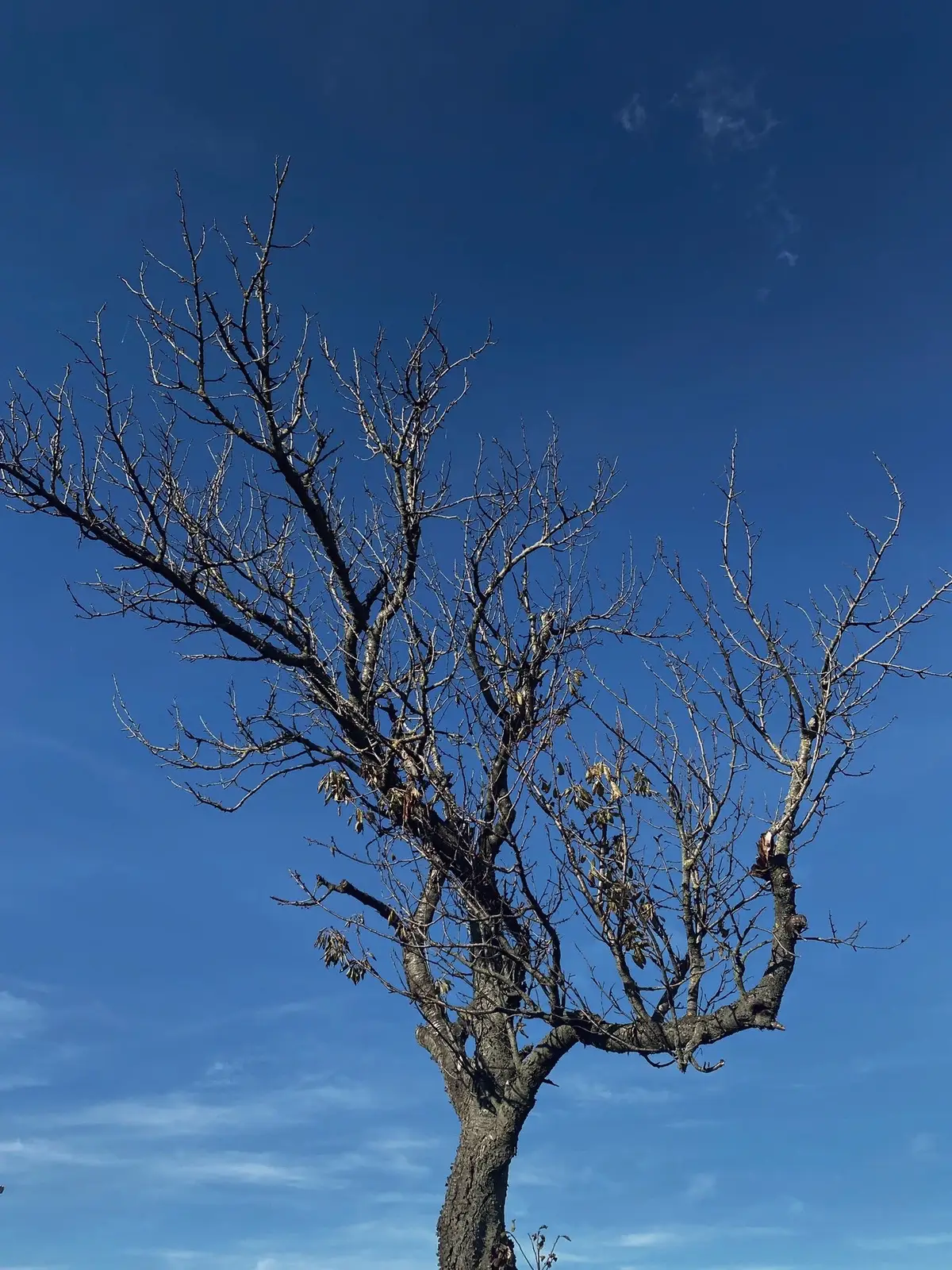 Có những ngày không biết phải bước tiếp như thế nào #chauau #cộnghoasec 