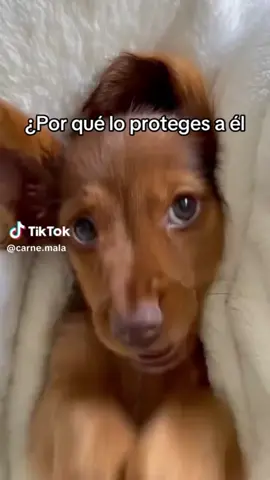 Primero los rescatamos, luego los comemos🤣✌️. #pollofrito #comida #yummy #tuff 