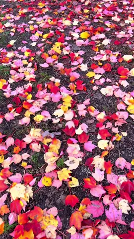 Beautiful fall in vancouver #canada #canada_life🇨🇦 #foryou #fall #vancouver 