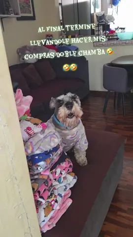 “Coco no quiso quedarse solo, así que terminó acompañándome de compras 🛒🐶” #CocoAventurero #ComprasConCoco #NoSinMiPerro #CocoElInfluencer #AmorPeludo