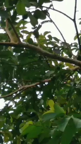 lek manuk ku lek#muraibatuindonesia #kicaumania #fyp 