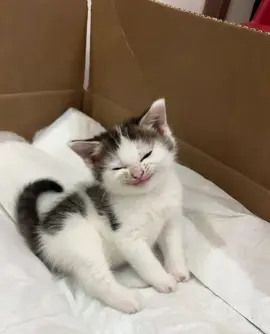 When my evil kitten was discovered#meowmeow #kitten #kitten #cutecat 