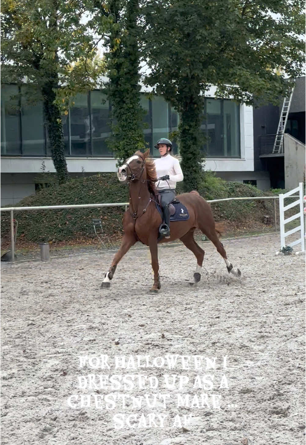Love love love this girl, chilled on the flat, game over fences …#horse #equestrian #horsetok #hunterjumper #showjumping #showjumper