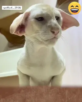 😆#😺 #firstkhaotung🐈‍⬛🐈 #🐱❤️ #😸#😹😹😹😹 