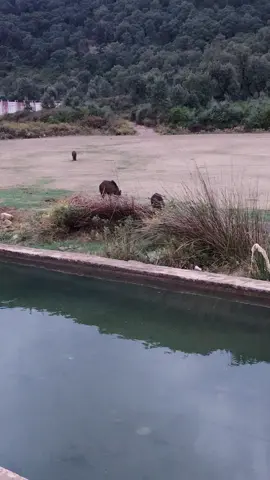 #الشعب_الصيني_ماله_حل😂😂 #